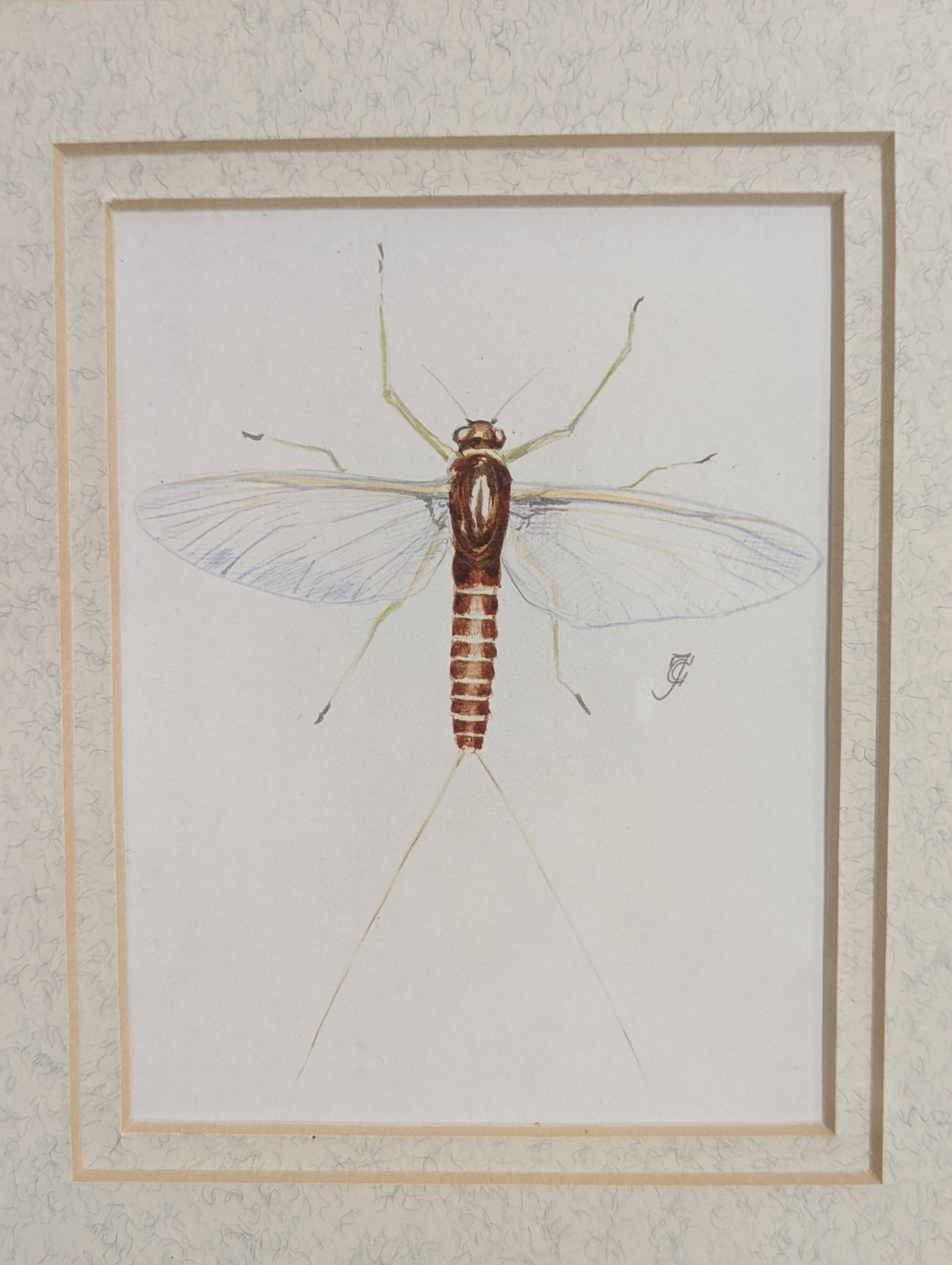 Charles Jardine, pencil and watercolour, Studies of a trout and mayflies, signed, largest 15 x 24cm, framed as one
